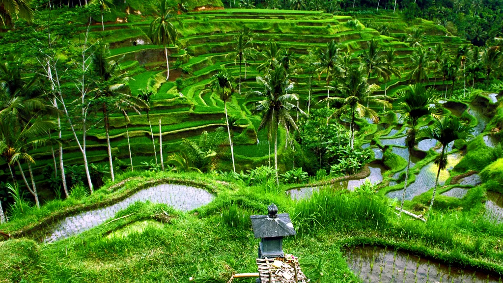 Ubud Highlights Tour — Bali